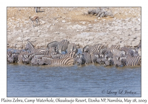 Plains Zebra