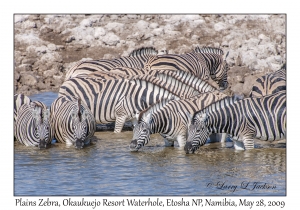 Plains Zebra