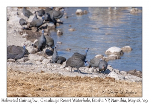 Helmeted Guineafowl