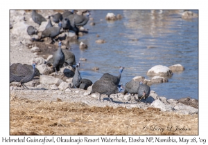 Helmeted Guineafowl