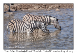 Plains Zebra