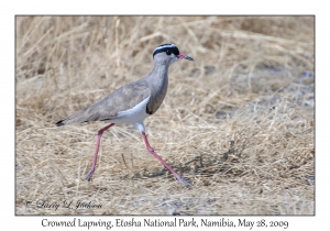 Crowned Lapwing