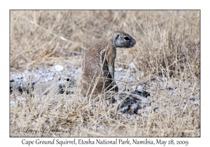 Cape Gound Squirrel