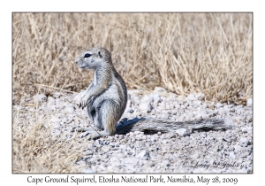 Cape Gound Squirrel