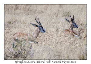 Springboks