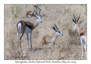 Springboks