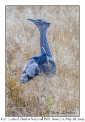 Kori Bustard