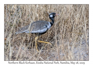 Northern Black Korhaan