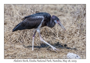 Abdim's Stork