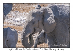 African Elephants