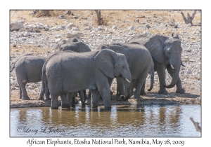 African Elephants