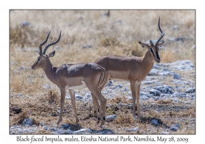 Black-faced Impala