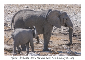 African Elephants