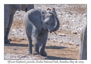 African Elephant