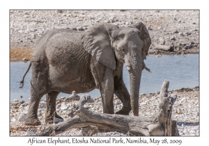 African Elephant