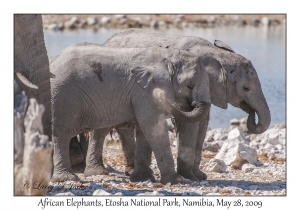 African Elephant, juveniles