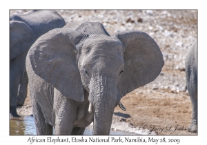 African Elephant