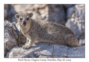 Rock Hyrax