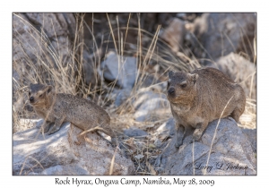 Rock Hyrax