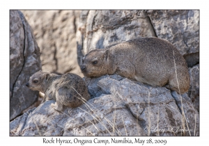 Rock Hyrax