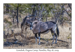 Gemsbok