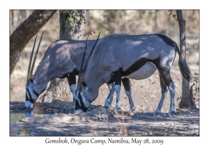 Gemsbok