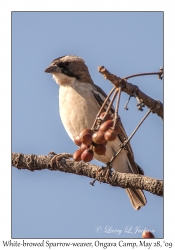 White-browed Sparrow-weaver nests