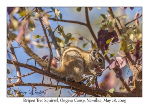 Striped Tree Squirrel