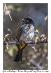 African Red-eyed Bulbul