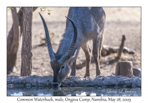 Common Waterbuck