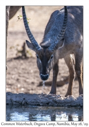 Common Waterbuck