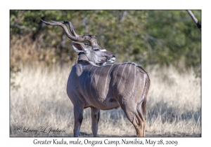 Greater Kudu