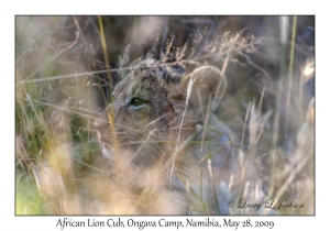 African Lion cub