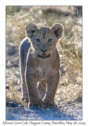 African Lion cub