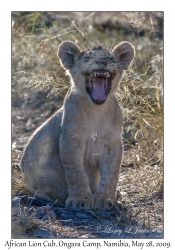 African Lion cub