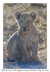 African Lion cub