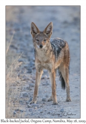 Black-backed Jackal