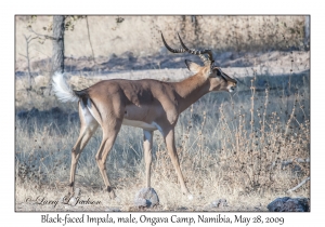 Black-faced Impala