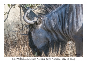 Blue Wildebeest