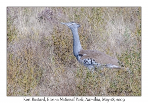 Kori Bustard