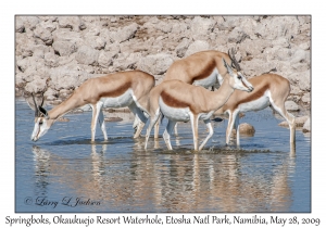 Springboks