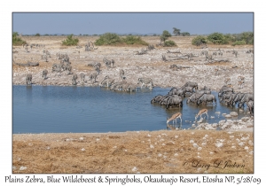 Plains Zebra, Blue Wildebeest & Springboks