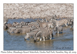 Plains Zebra