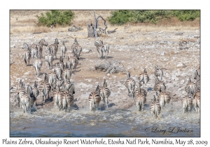 Plains Zebra