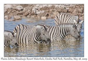 Plains Zebra