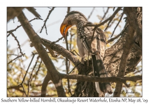 Southern Yellow-billed Hornbill