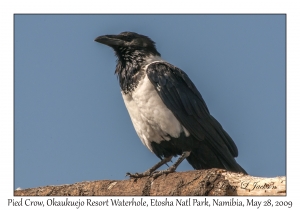 Pied Crow