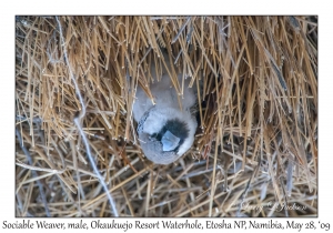 Sociable Weaver