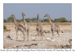 South African Giraffes