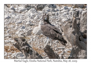 Martial Eagle